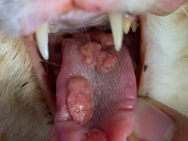 3c3b244fb64bf5705186a520c00076ef