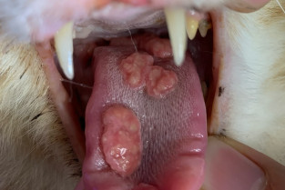 3c3b244fb64bf5705186a520c00076ef