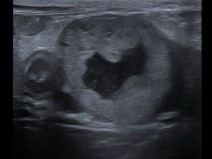 0a98c96f7e26a99ea60c015deab41cbc