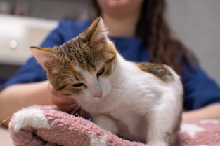 253120f286cb08f6e2da39e2a084de47