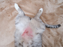 a4650999fe3658085d3ace6f26d305a9