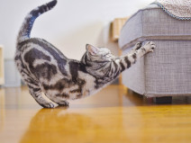 47aac289cea3615800bb066d9154cfa5