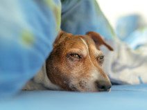 e6a548c6ffee86283bb26d35dad278ed