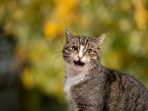 339d6a4ed4371dc8161d31c880c4baa5