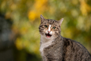 339d6a4ed4371dc8161d31c880c4baa5