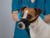 ae90b0a53f00168ae4dcfd26f5c5e0d7