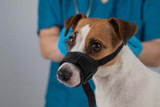 ae90b0a53f00168ae4dcfd26f5c5e0d7