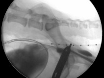 d74a528b01ea2bc8325f1b61be0842bb