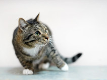 a5fd55452460b39c4b55d61cb7ac1e54