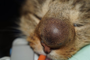 d2f45306646aa78ed5fe8f64153fa299