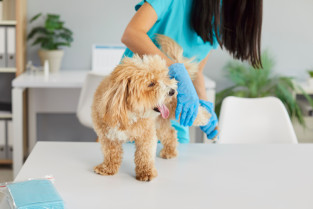 3c988f67d58aab37b6f8c0e3eff38f3b