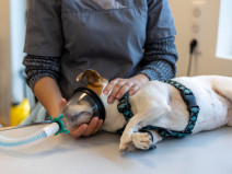 2b87420d6451537195fcf3cc6794fb05