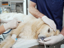 adc0c0aae760165c054b3771e138e15b