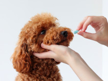 97faf8e71e5a15efc7f84fe5d62ff4e7