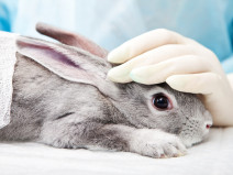 96f0b9725816250393fc14288aa4ca95