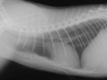 bdbf607a8bca85cb6e7a0b8c687ae33d