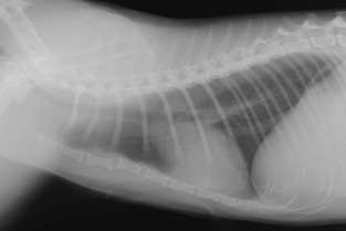 bdbf607a8bca85cb6e7a0b8c687ae33d