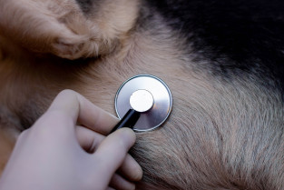 27e10d33e441d9e2477efd2c18526bf8