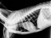 e53d866a2482e3e3ee96317a8170fc7d