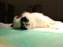 6e347fb3559e35326749e242bb238066