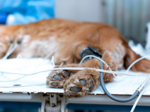 cff14ceae00495dc7a8168521c4d1414