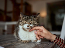 2544a559649ec99030f6add0b9ccda10