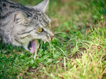 ee509eb733e18960964c5a617d1a06c1